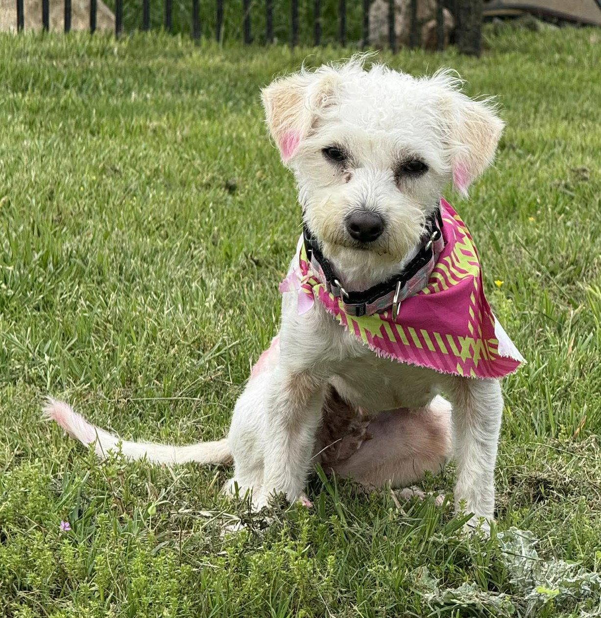 Enlarge Rhianna TX, a Adoptable mixed breed in Boonton, NJ image 2/3