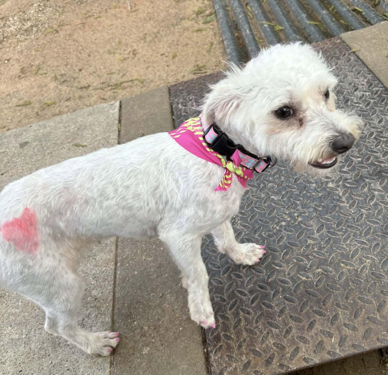 Enlarge Rhianna TX, a Adoptable mixed breed in Boonton, NJ image 3/3