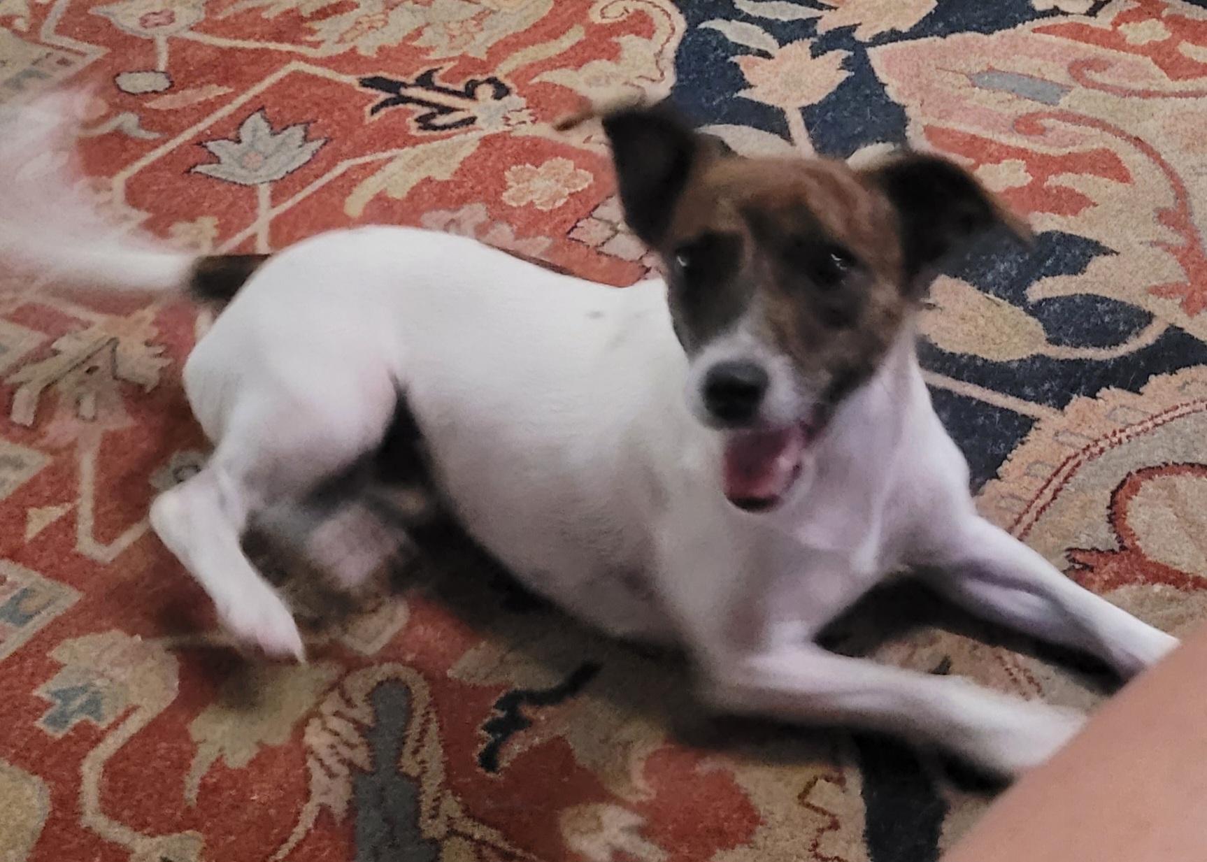 Spencer, adoptable, Adult Male Jack Russell Terrier.
