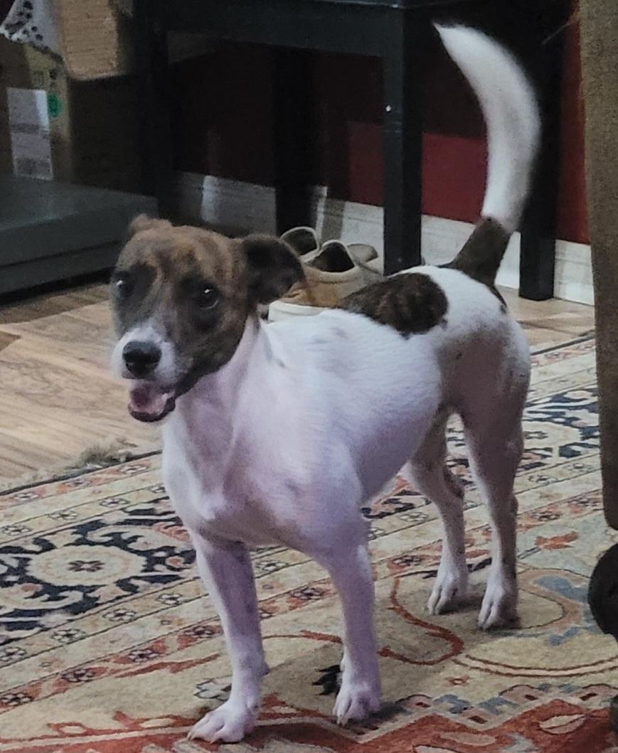 Spencer, an adoptable mixed breed in Chiefland, FL image 2/3