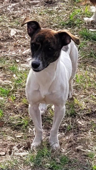 Spencer, adoptable, Adult Male Jack Russell Terrier.