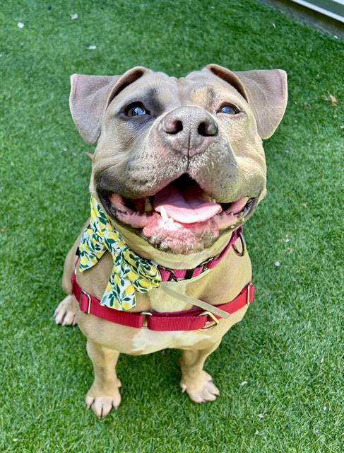 LEMON LOAF, Adoptable, Young Female Pit Bull Terrier.