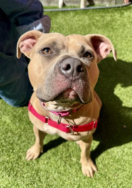 LEMON LOAF, Adoptable, Young Female Pit Bull Terrier.