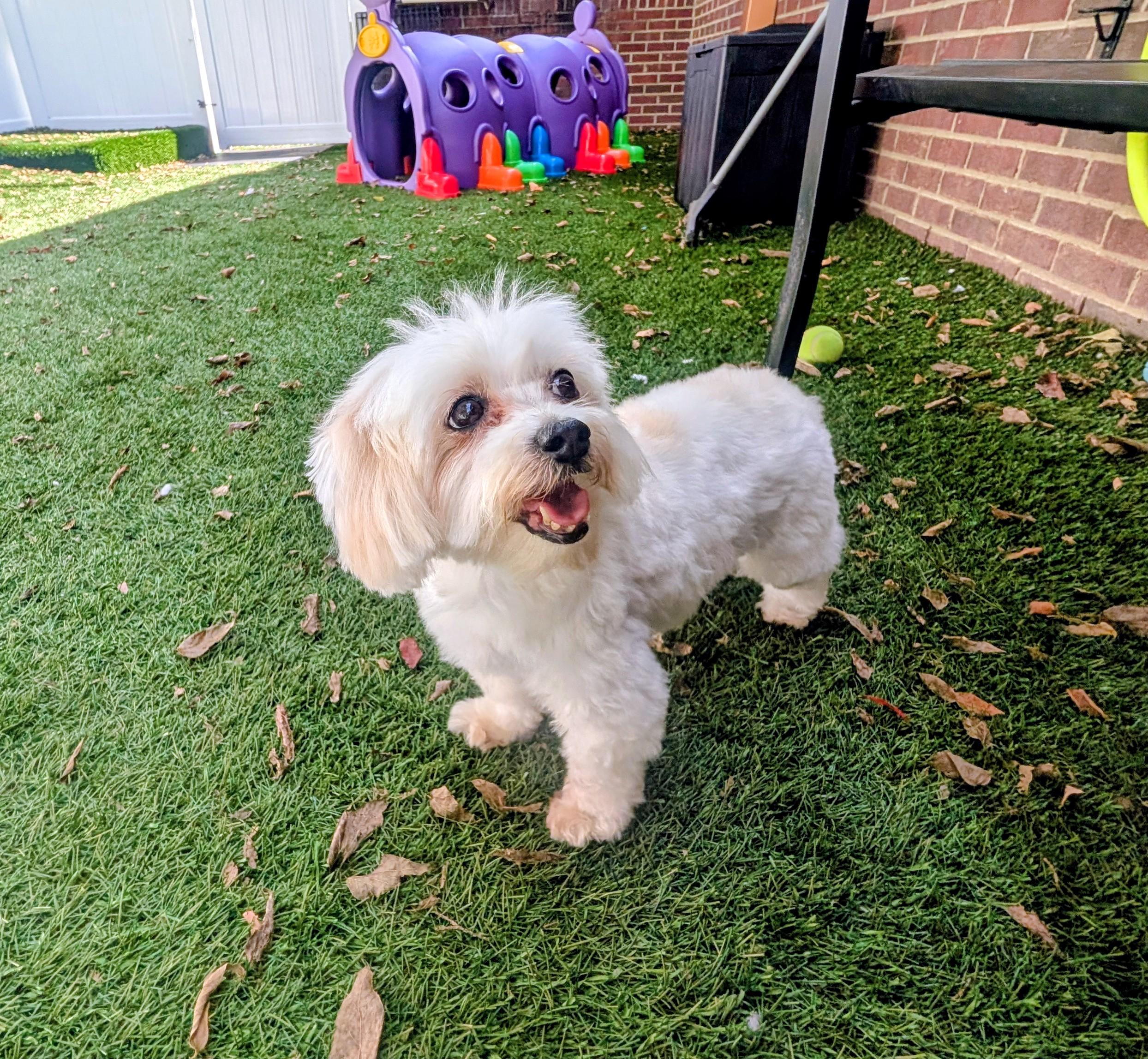 Bella, Adoptable, Adult Female Maltese & Poodle (Toy).