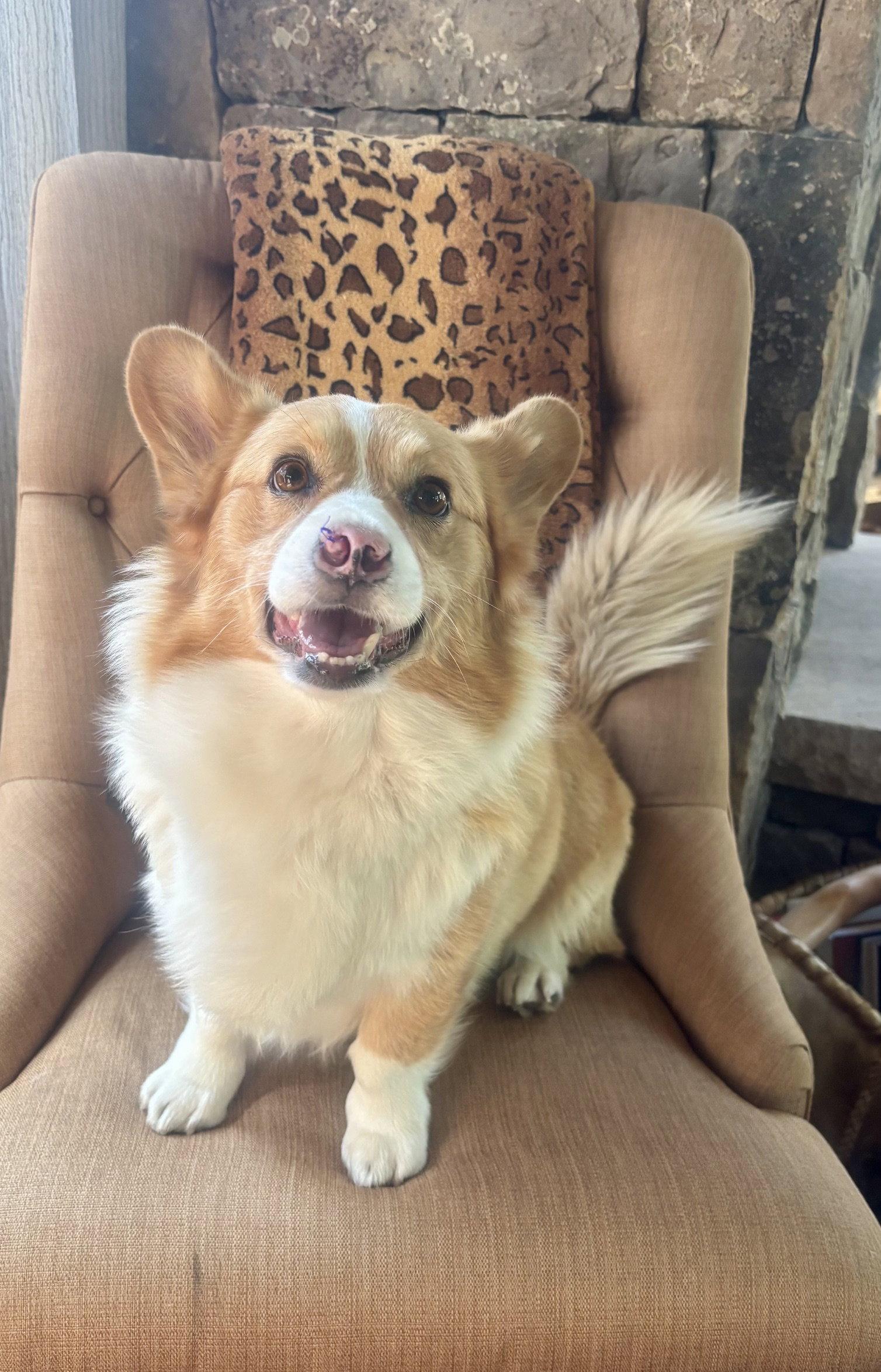 Enlarge Winston, a Adoptable Corgi in Denver, CO image 1/3