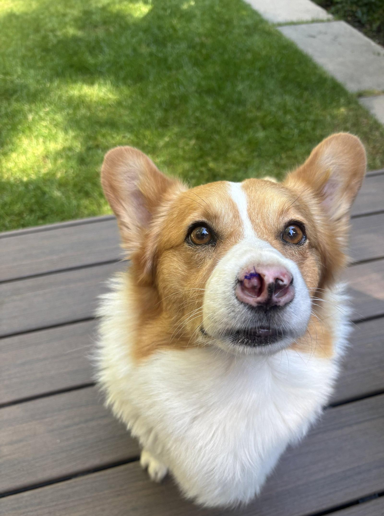 Enlarge Winston, a Adoptable Corgi in Denver, CO image 2/3