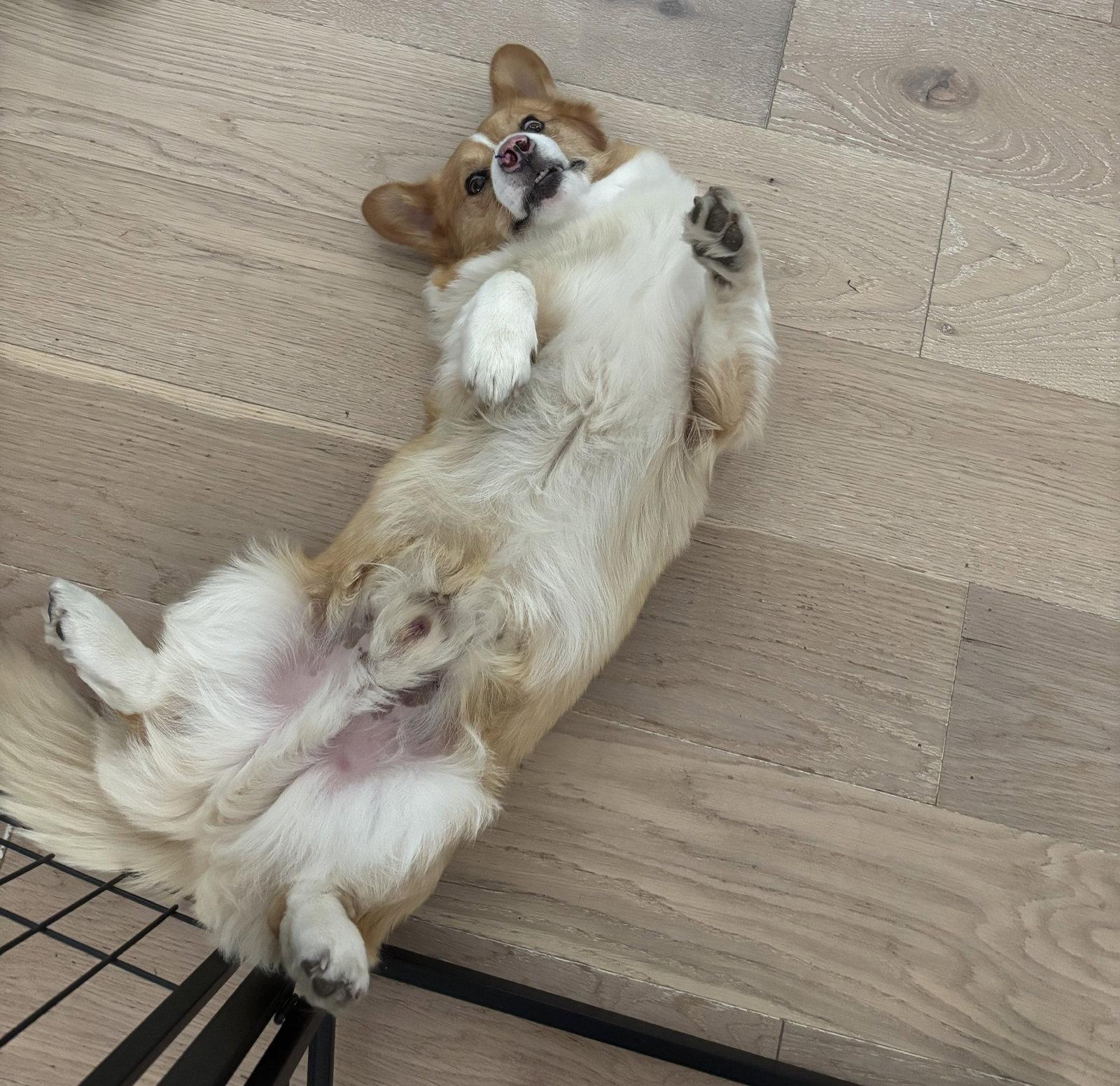 Enlarge Winston, a Adoptable Corgi in Denver, CO image 3/3