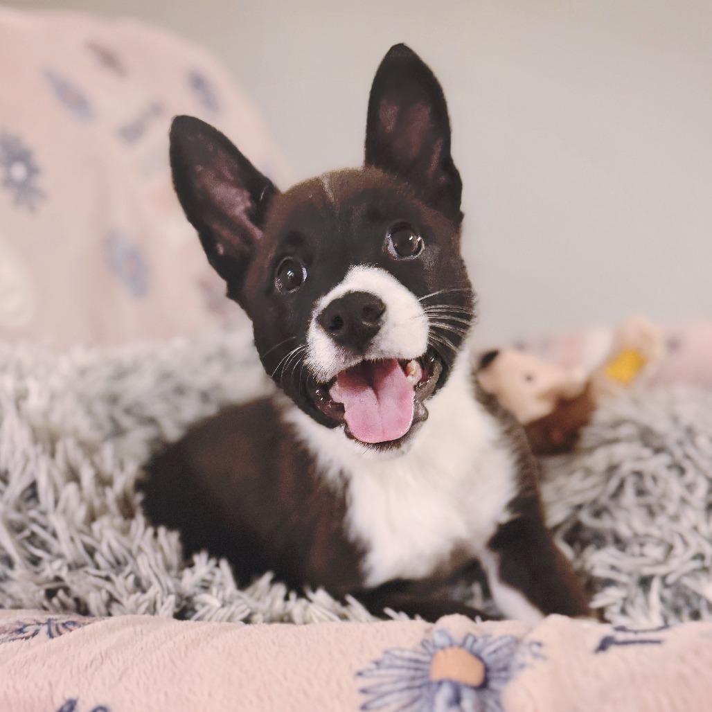 Enlarge Madeline, a Adoptable mixed breed in Los Angeles, CA image 1/4