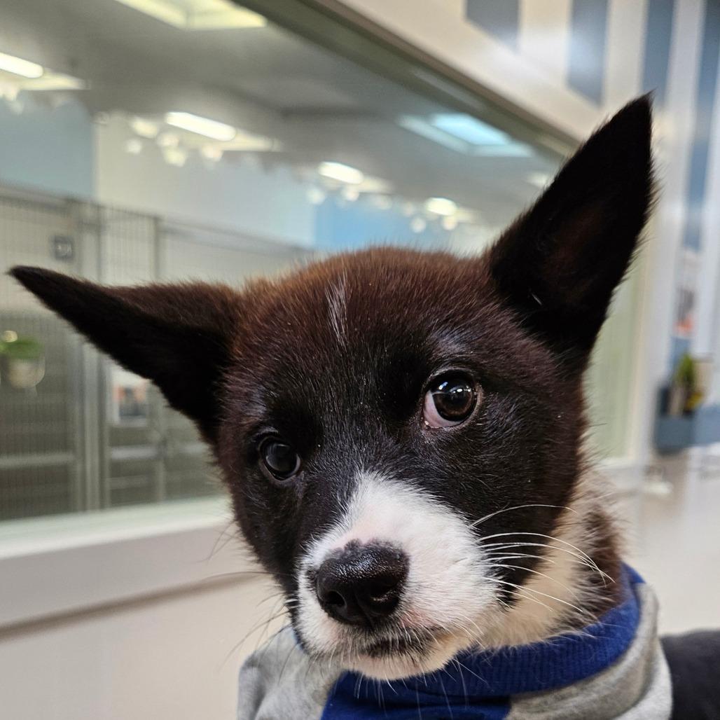 Enlarge Madeline, a Adoptable mixed breed in Los Angeles, CA image 2/4