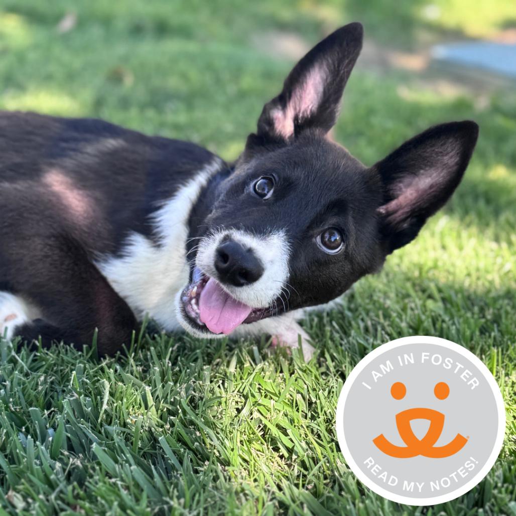 Enlarge Madeline, a Adoptable mixed breed in Los Angeles, CA image 3/4