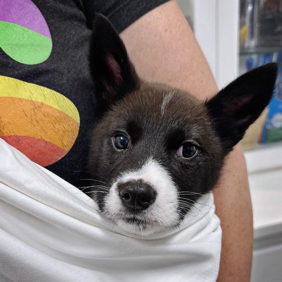 Enlarge Madeline, a Adoptable mixed breed in Los Angeles, CA image 4/4