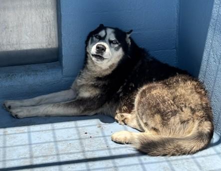 MARSHAL, Adoptable, Adult Male Siberian Husky.