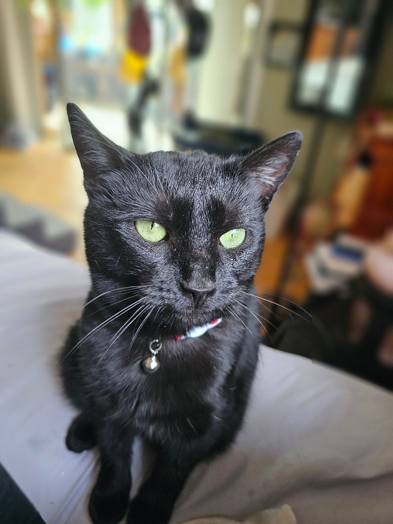 Cat for adoption Raven, a Domestic Short Hair in Bryson City, NC