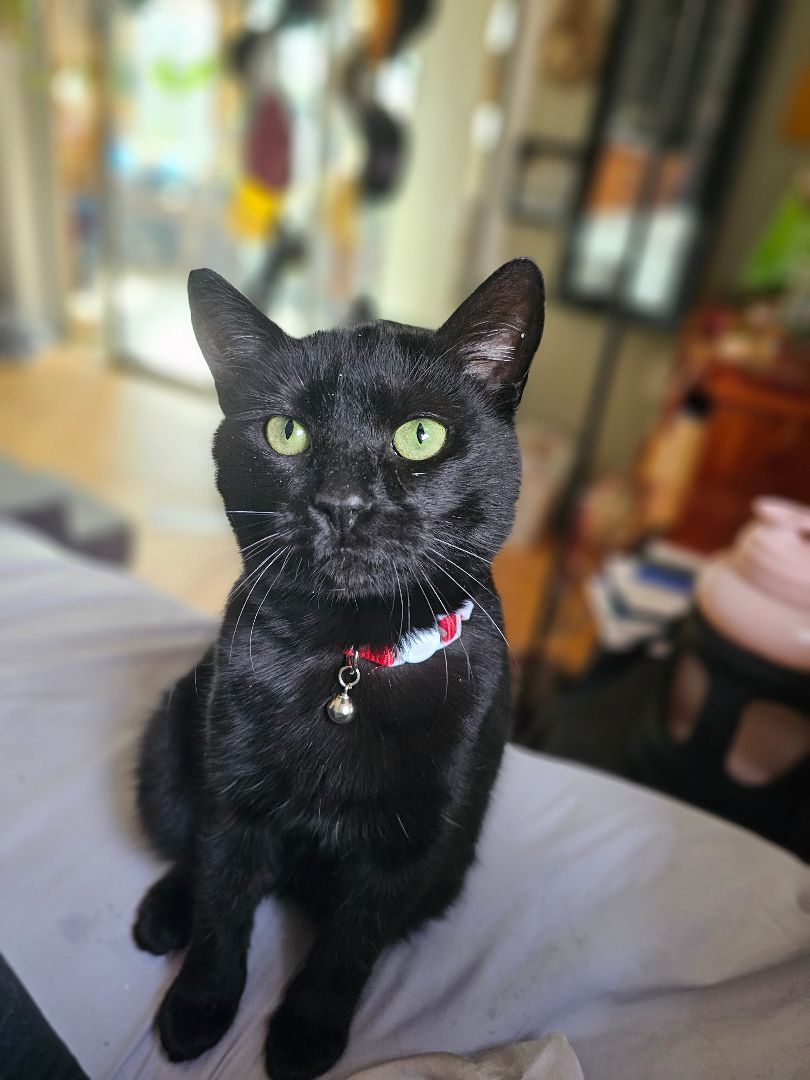 Cat for adoption Raven, a Domestic Short Hair in Bryson City, NC