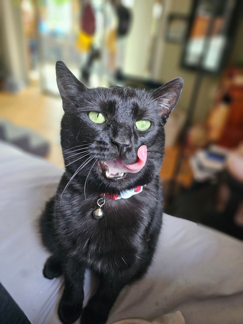 Cat for adoption Raven, a Domestic Short Hair in Bryson City, NC