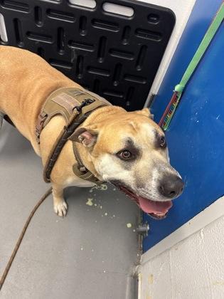 Enlarge Junior, a Adoptable mixed breed in Seattle, WA image 1/3