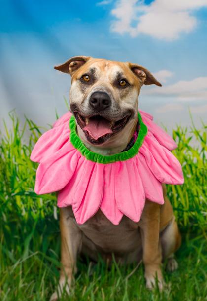 Enlarge Junior, a Adoptable mixed breed in Seattle, WA image 2/3