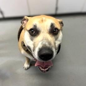 Enlarge Junior, a Adoptable mixed breed in Seattle, WA image 3/3