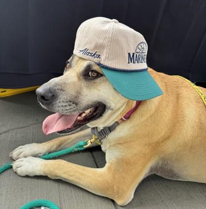 Junior, a Adoptable mixed breed in Seattle, WA image 2/3