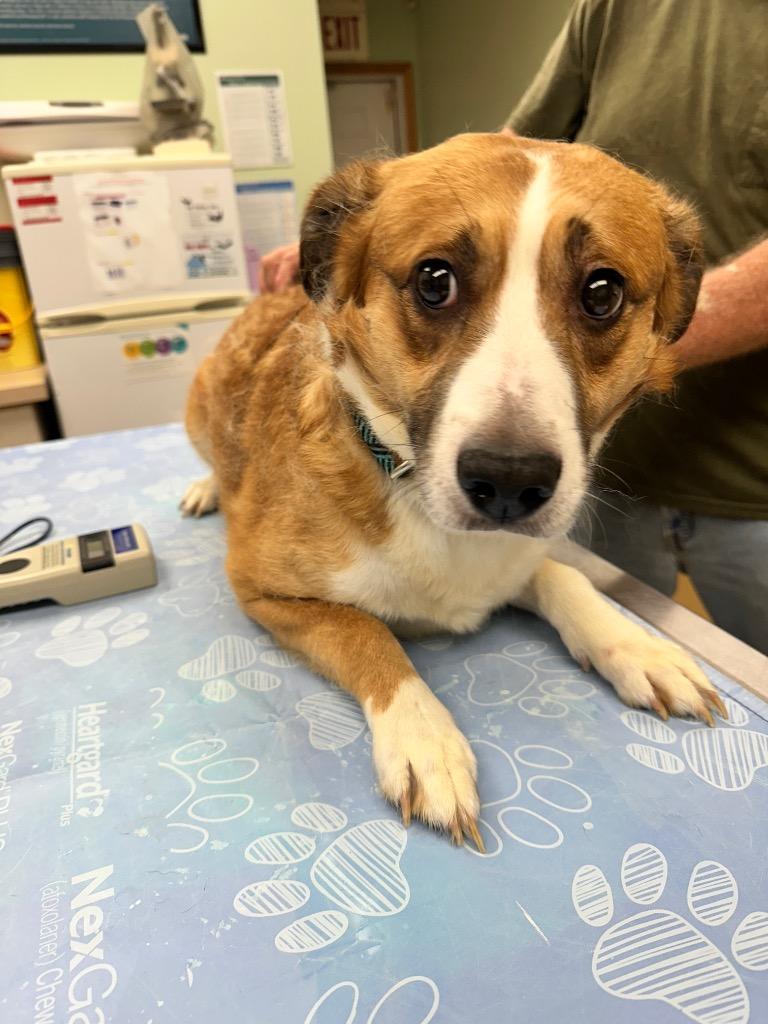 Vance, Adoptable, Adult Male Australian Cattle Dog / Blue Heeler.