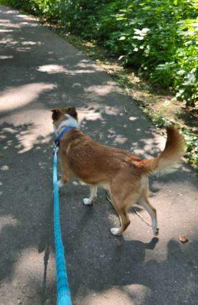 Vance, a Adoptable mixed breed in Waverly, NY image 2/5
