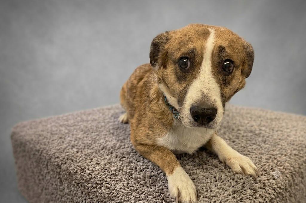 Vance, a Adoptable mixed breed in Waverly, NY image 3/5