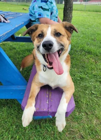 Enlarge Vance, a Adoptable mixed breed in Waverly, NY image 2/6