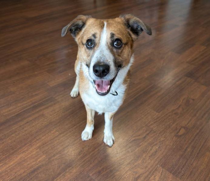 Vance, a Adoptable mixed breed in Waverly, NY image 4/5