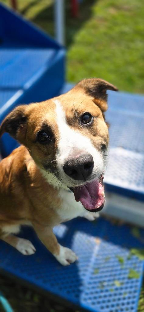 Vance, a Adoptable mixed breed in Waverly, NY image 5/5