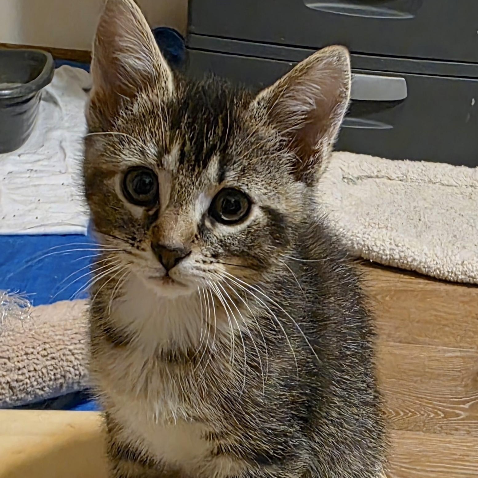 Cookie, an adopted Domestic Short Hair in Rochester, MN image 1/2