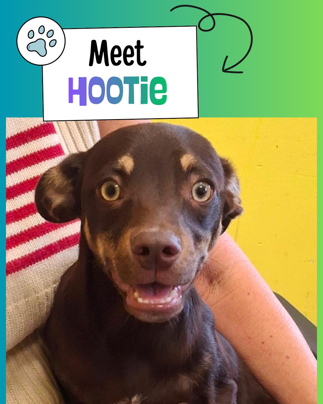 Hootie, Adopted, Young Male Miniature Pinscher.