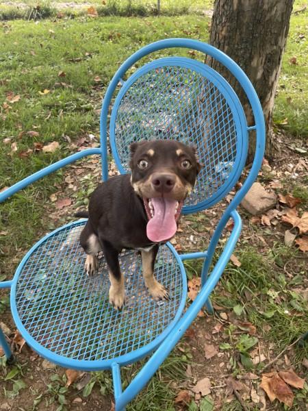 Enlarge Hootie, a Adopted mixed breed in Sulphur, KY image 2/4