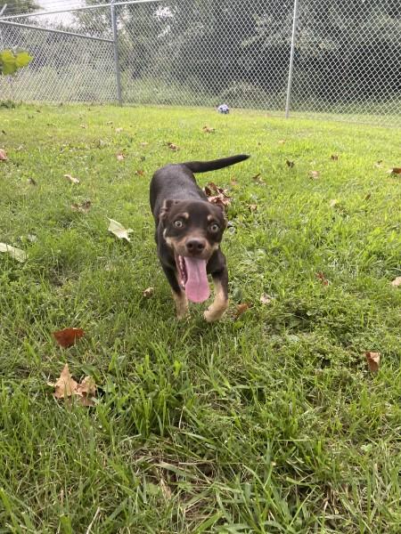 Enlarge Hootie, a Adopted mixed breed in Sulphur, KY image 4/4