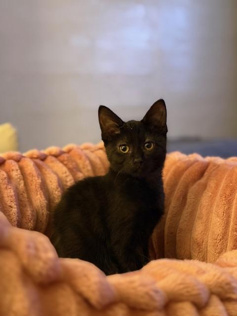 Buffy, Adoptable, Kitten Female Domestic Short Hair.