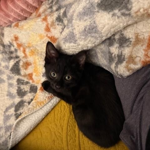 Enlarge Buffy, a Adoptable Domestic Short Hair in Great Falls, MT image 2/2