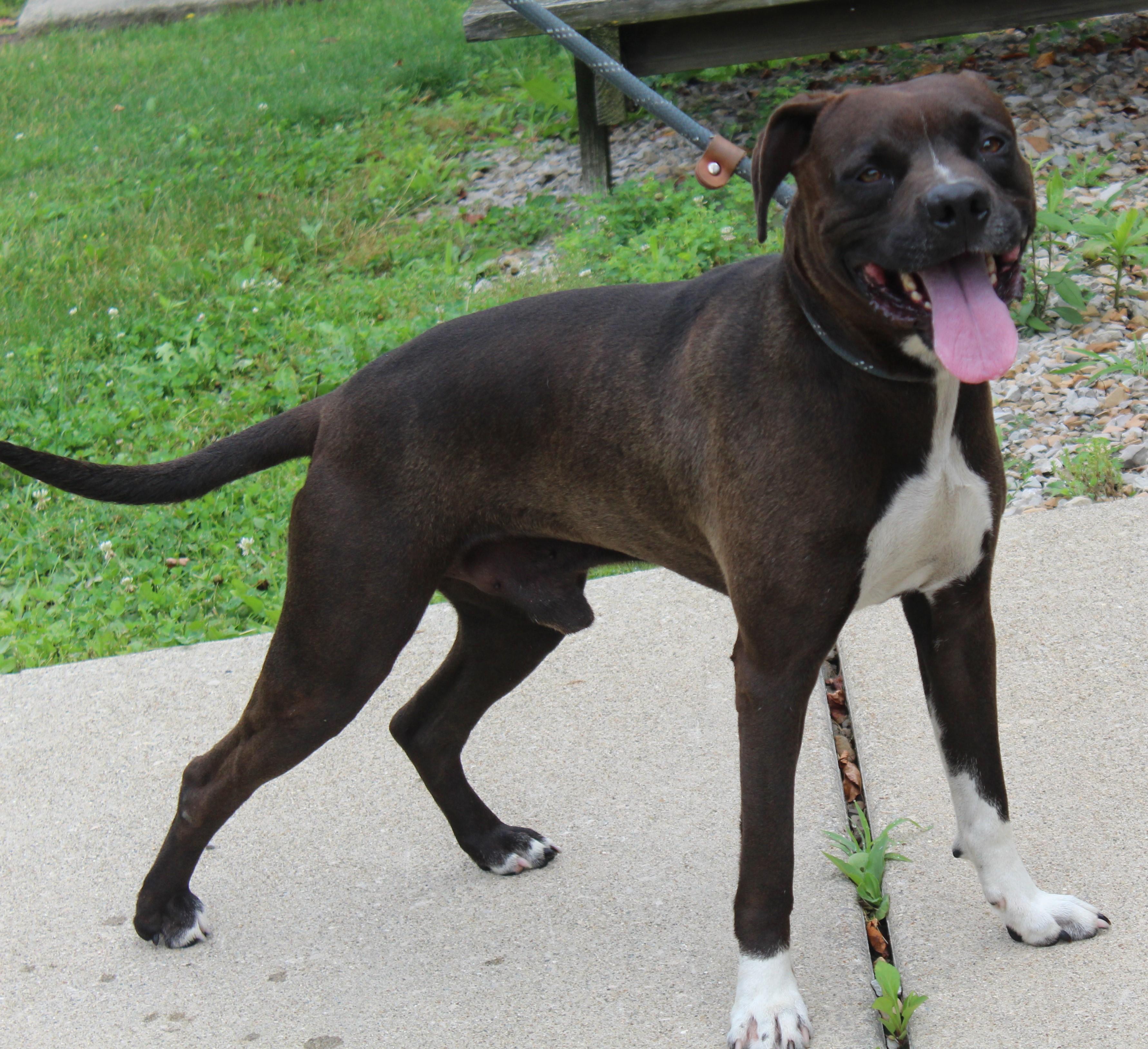 Midnight (8761), Adult Male Pit Bull Terrier