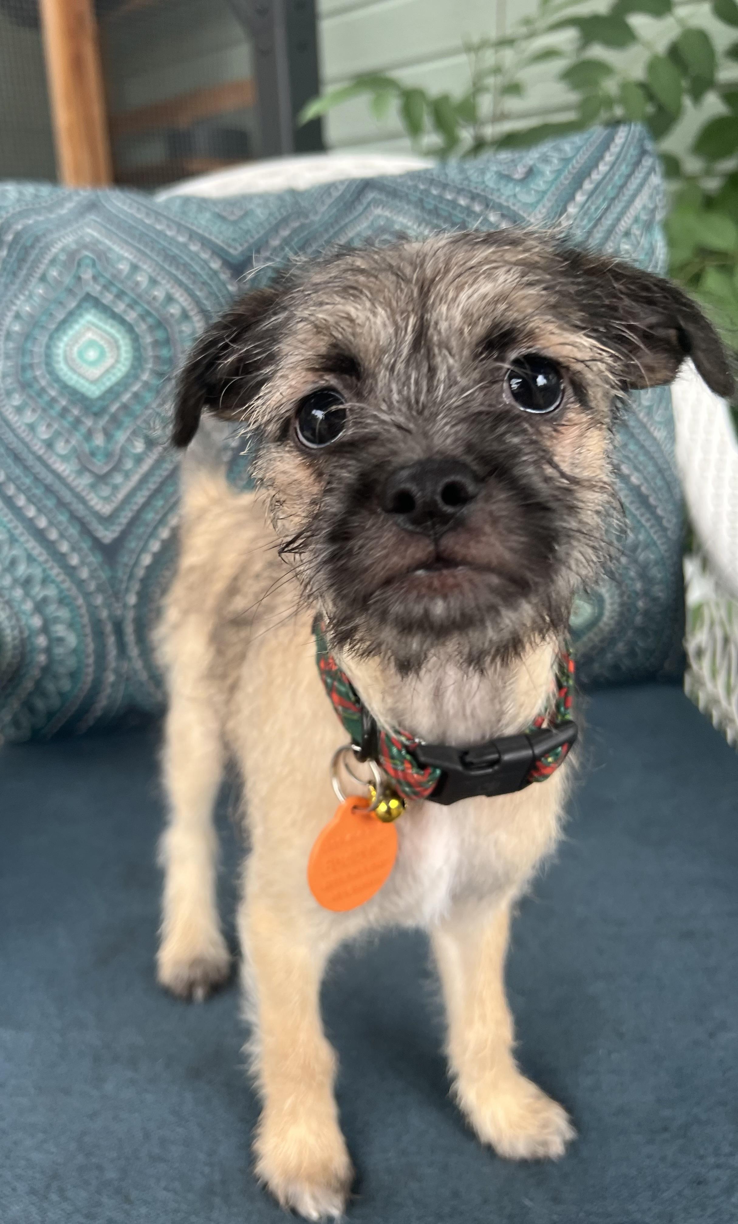 Enlarge Calvin, an adoptable mixed breed in Lincoln, CA image 3/4