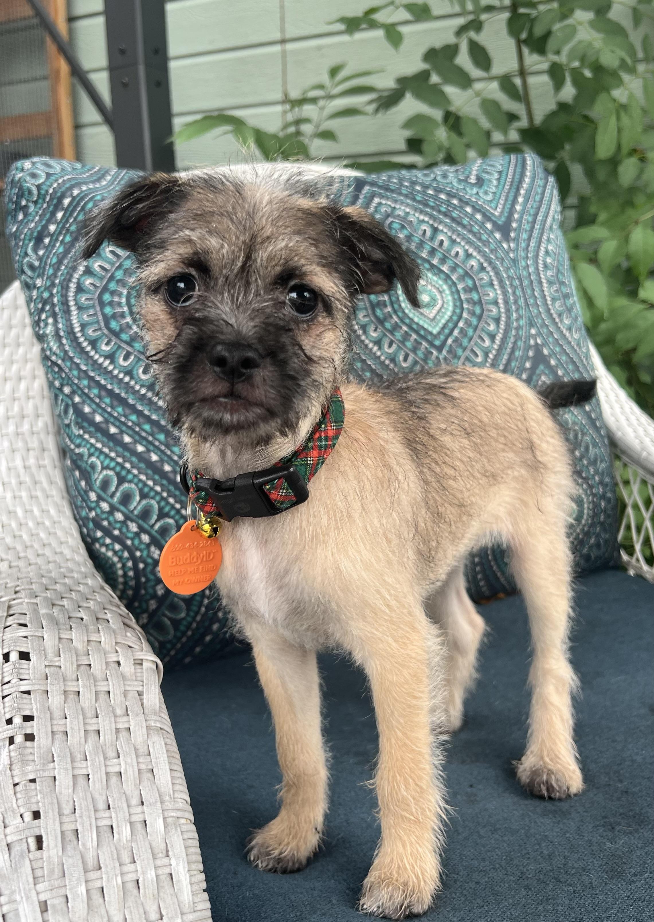 Enlarge Calvin, an adoptable mixed breed in Lincoln, CA image 4/4