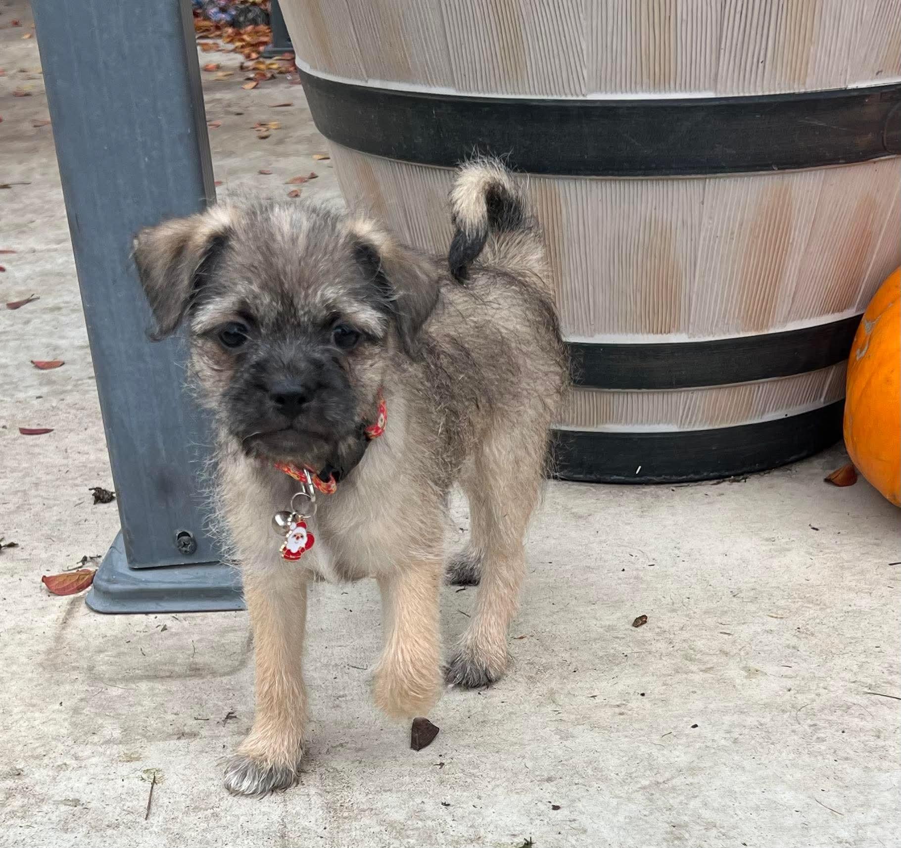 Enlarge Calvin, an adoptable mixed breed in Lincoln, CA image 2/4