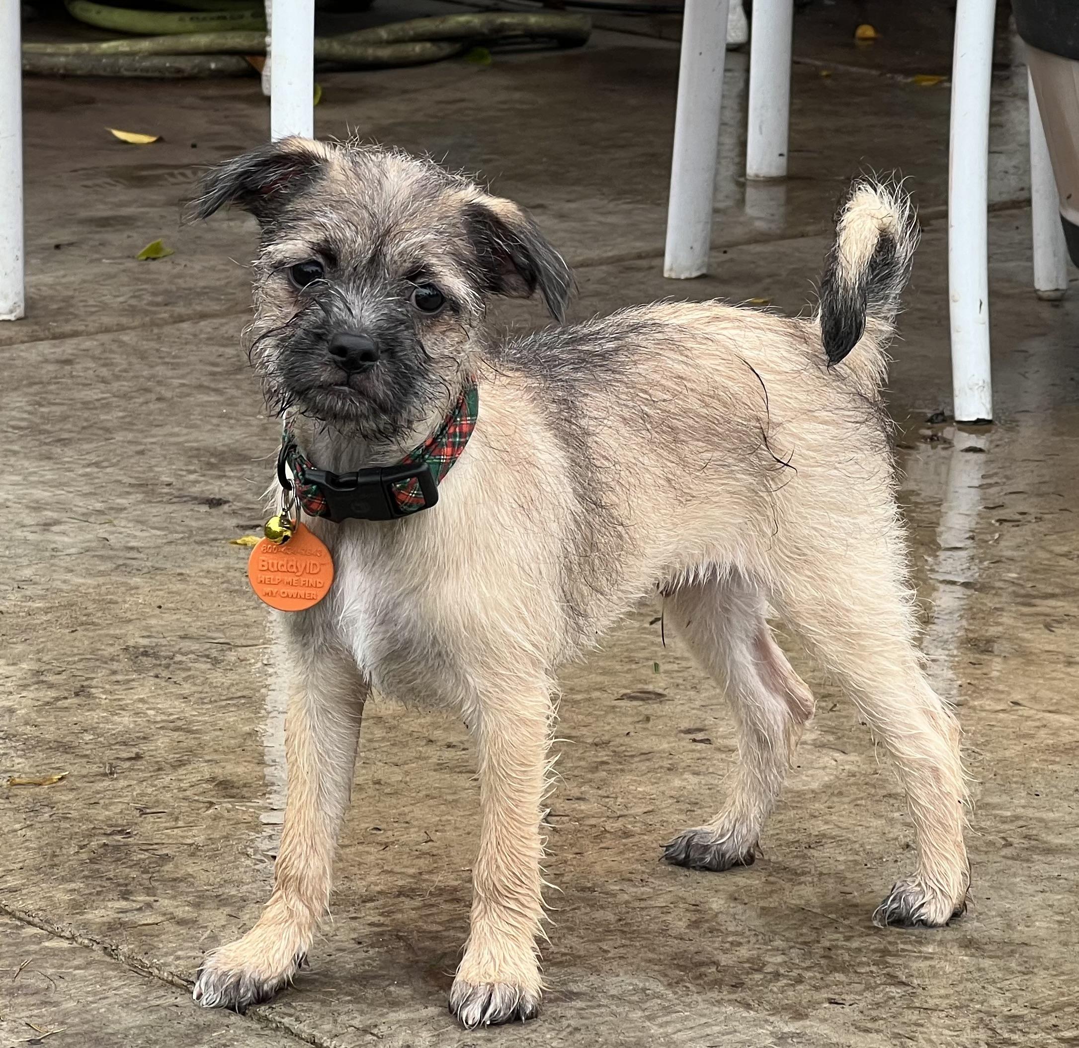 Enlarge Calvin, an adoptable mixed breed in Lincoln, CA image 1/4