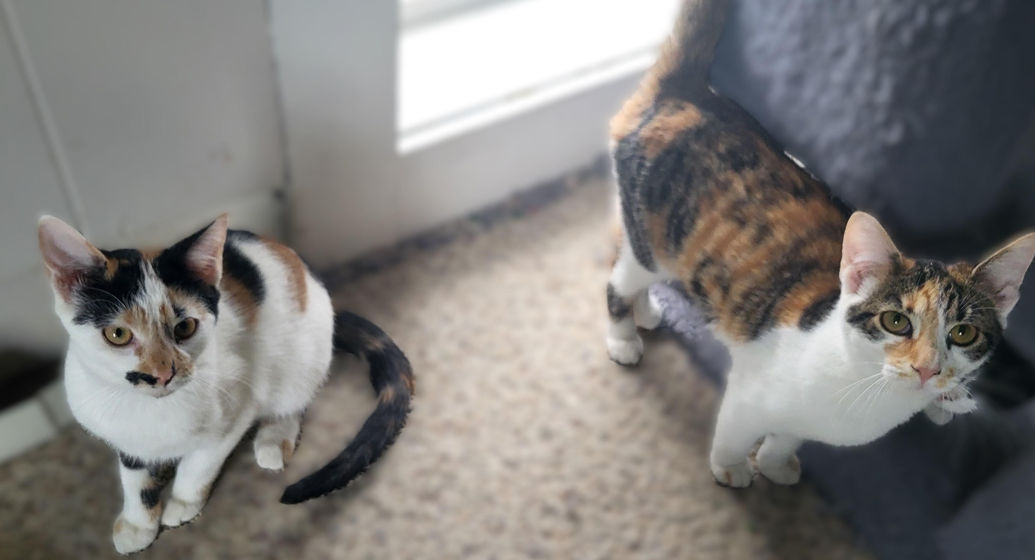 Coco Cow and Patchouli, adoptable, Kitten Female American Shorthair & Calico.