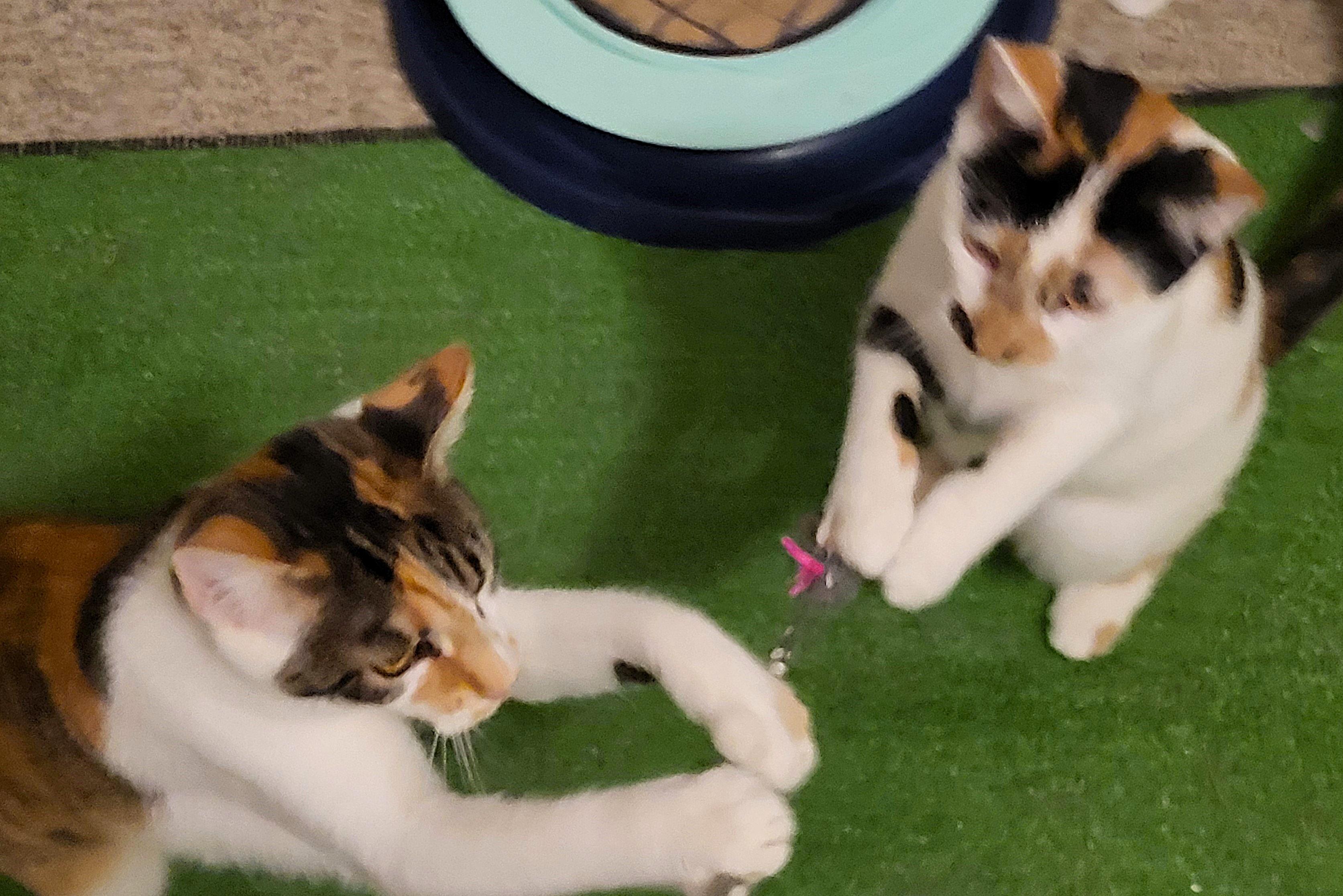 Coco Cow and Patchouli, adoptable, Kitten Female American Shorthair & Calico.