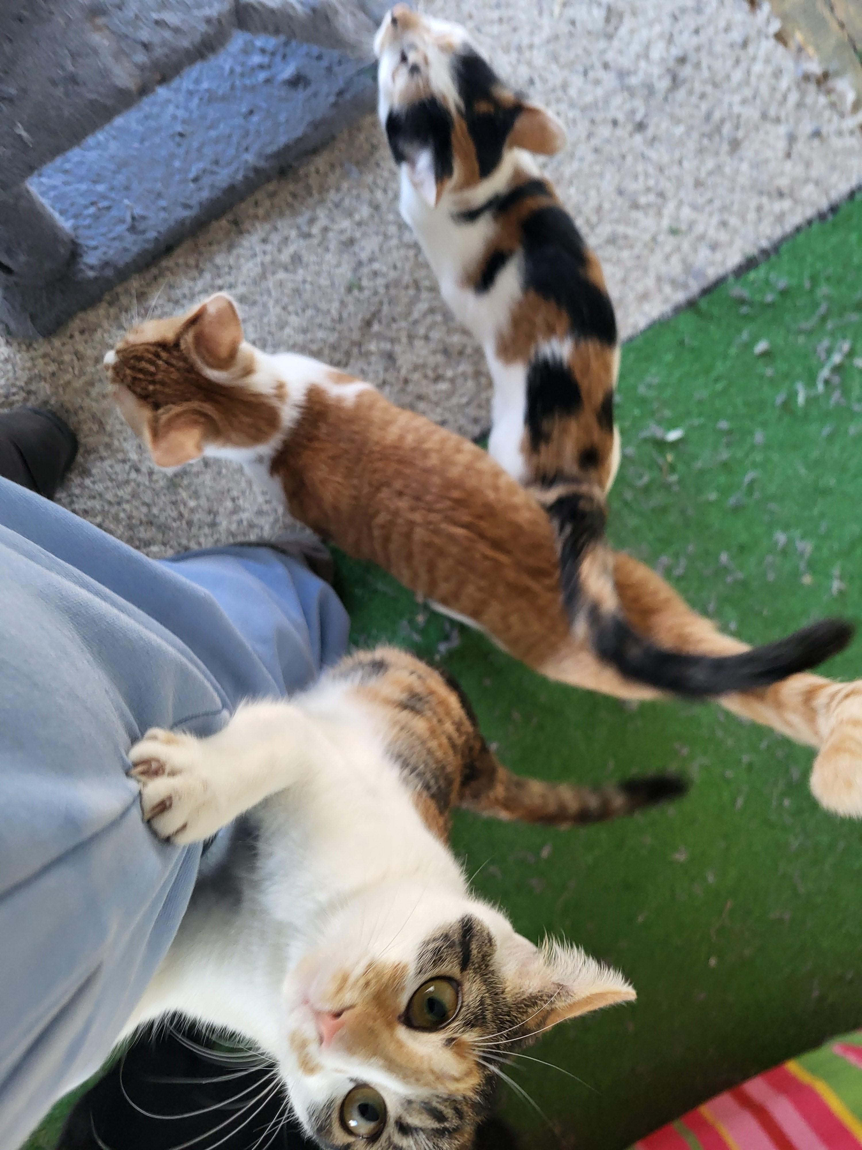 Coco Cow and Patchouli, an adoptable mixed breed in Bennington, VT image 4/4