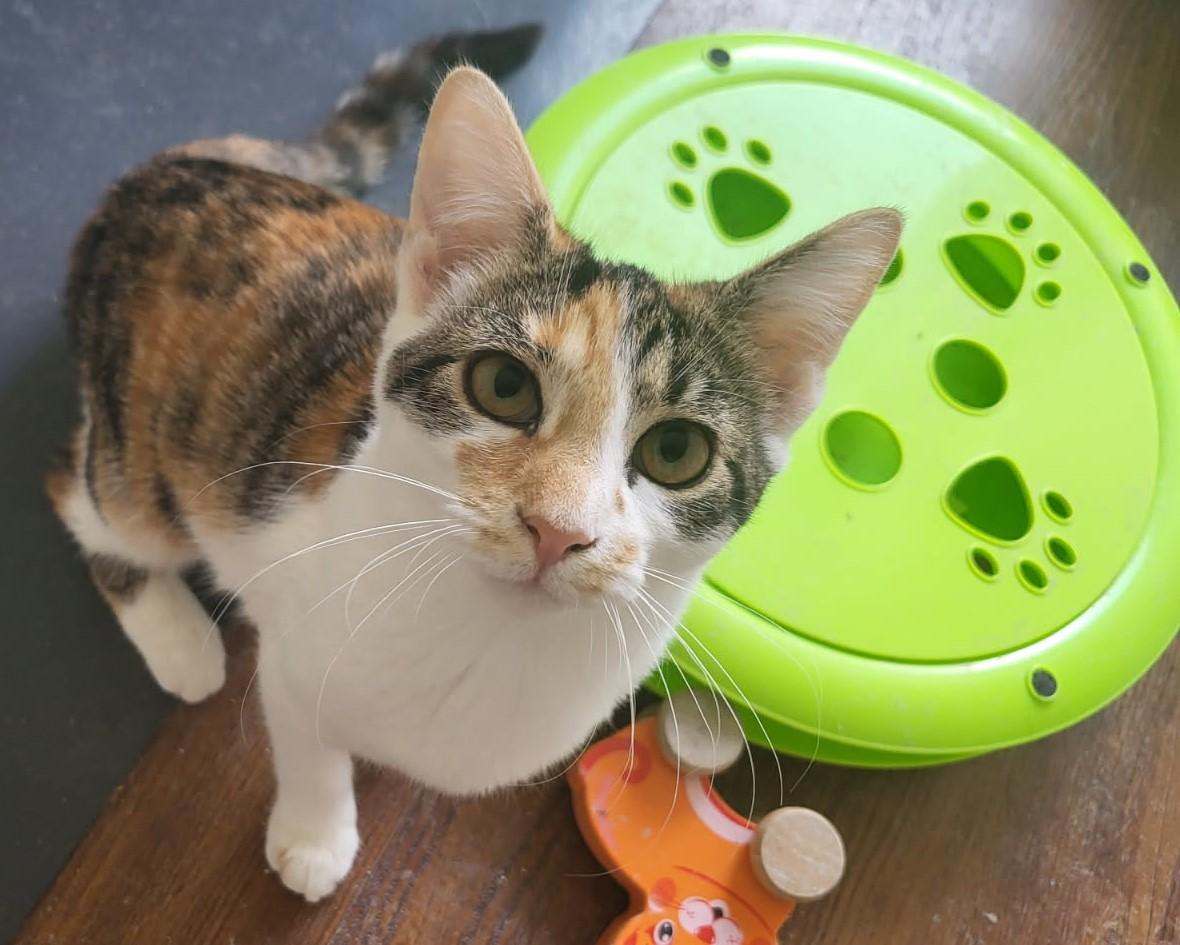 Coco Cow and Patchouli, an adoptable mixed breed in Bennington, VT image 2/4