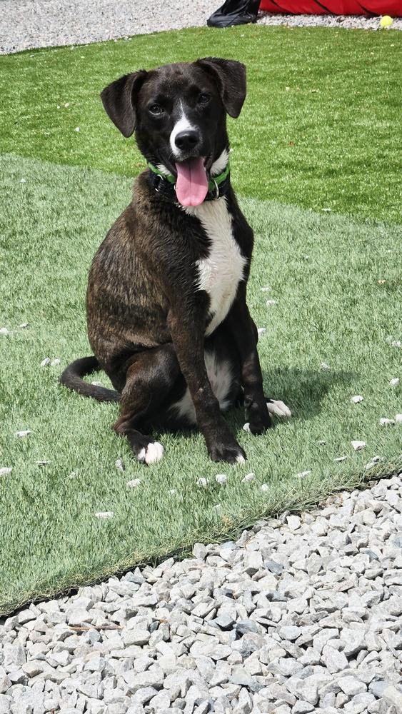 Sabrina, Adoptable, Puppy Female Retriever & Border Collie.
