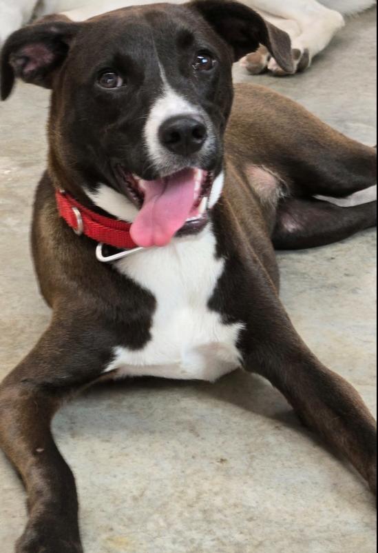 Enlarge Sabrina, a Adoptable mixed breed in Norfolk, MA image 2/5