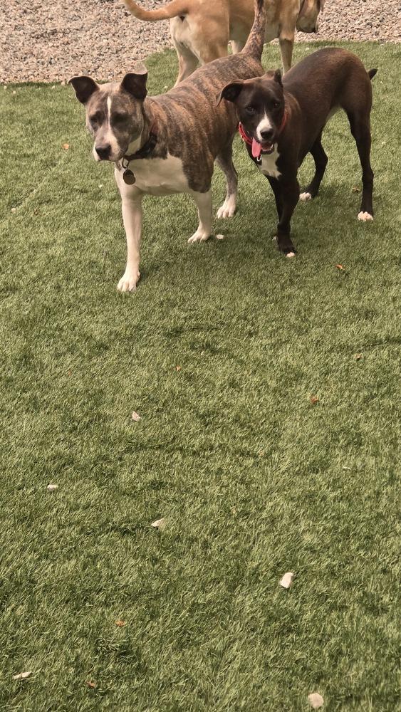 Enlarge Sabrina, a Adoptable mixed breed in Norfolk, MA image 3/5