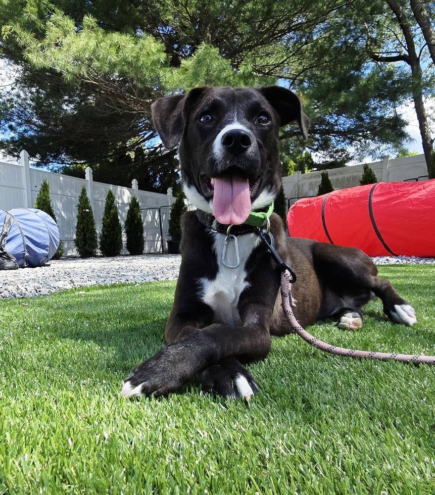 Enlarge Sabrina, a Adoptable mixed breed in Norfolk, MA image 4/5
