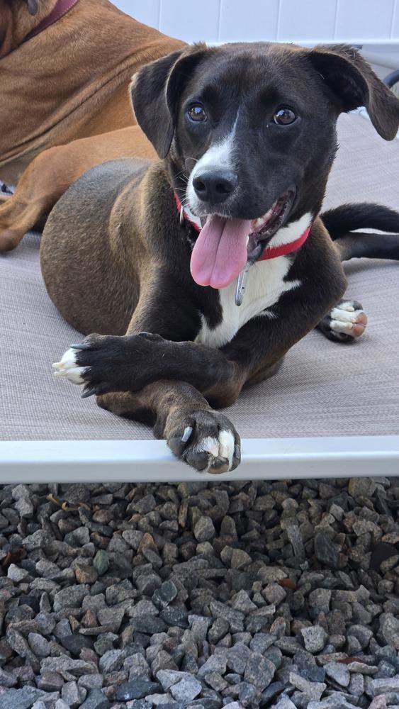 Enlarge Sabrina, a Adoptable mixed breed in Norfolk, MA image 5/5