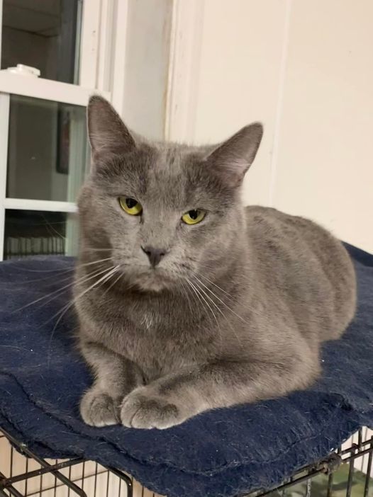 Lovey, an adoptable Chartreux in Fairbury, NE_image-1